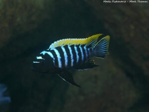 Cynotilapia zebroides 'Mbamba Reef'